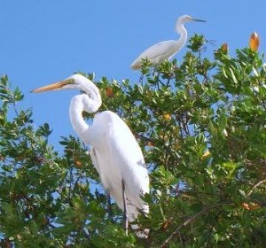 Vögel Florida