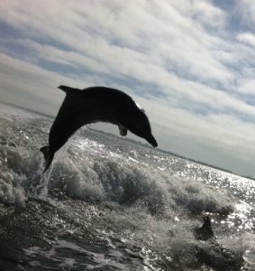 Delfine Fort Myers Gegend